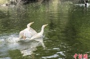 六爻解读吉林：罕见白鸬鹚连续两年“故地重游”