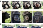 六爻解读国际最新研究：机器人“打哈欠” 黑猩猩被传染